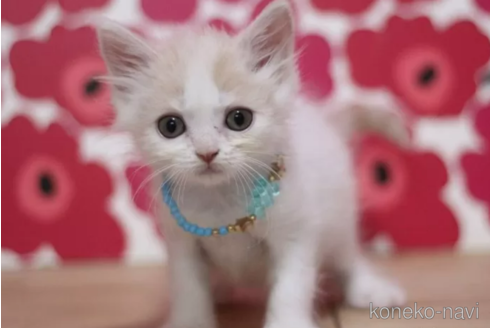 成約済の東京都のマンチカン-101535の4枚目